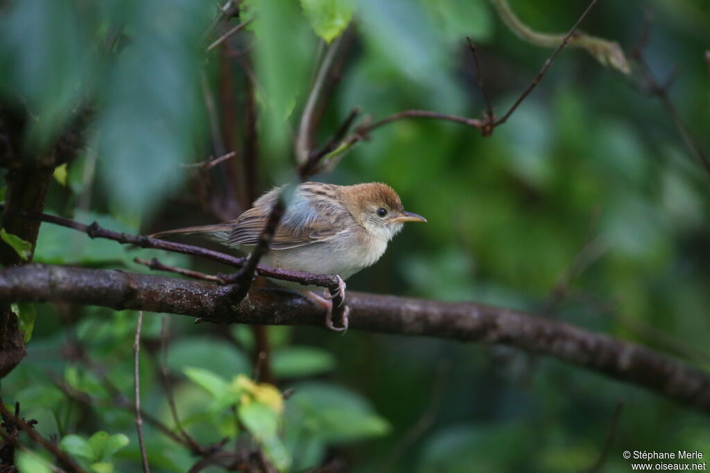 Rattling Cisticola
