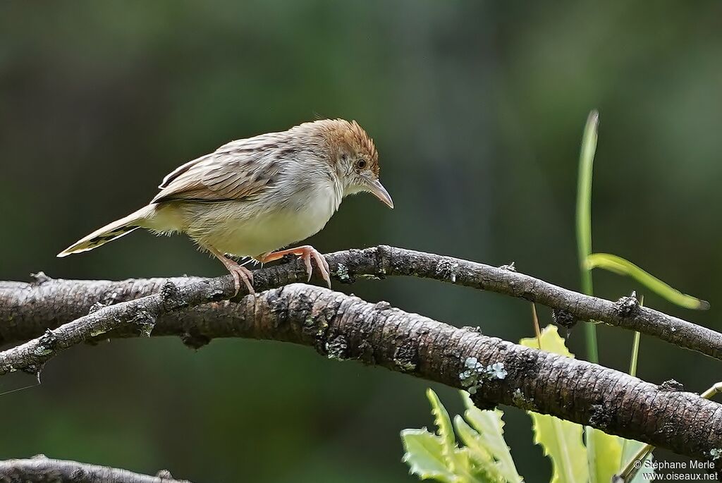 Rattling Cisticolaadult