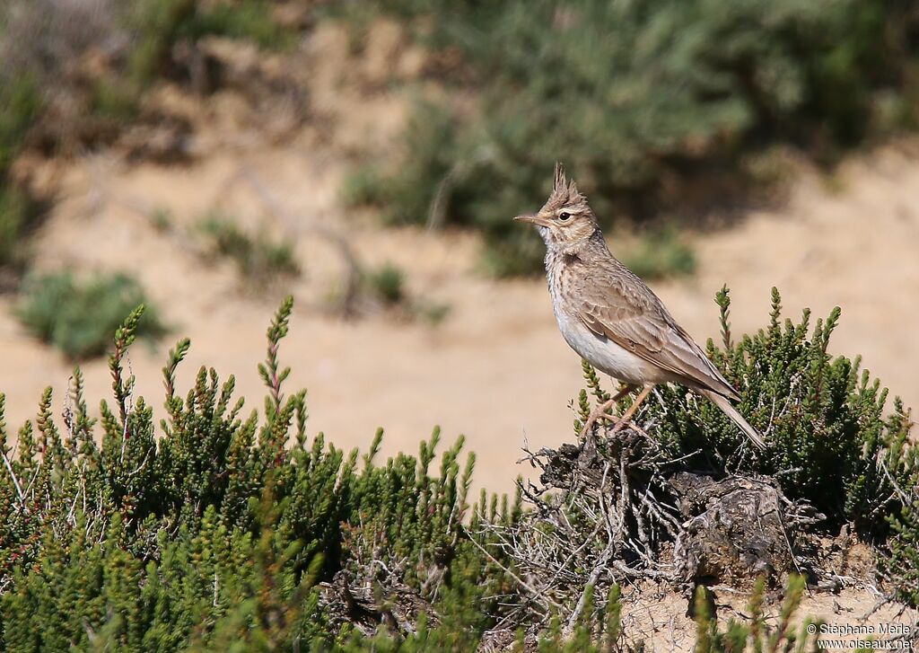 Thekla's Larkadult
