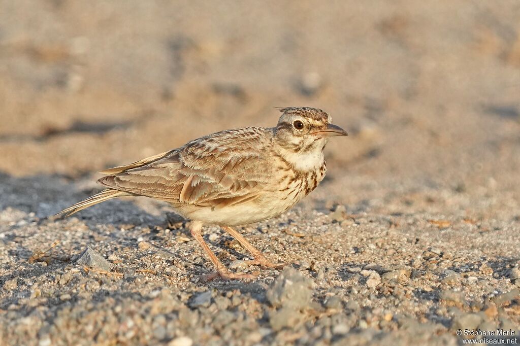 Cochevis huppé