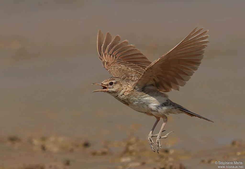Cochevis huppé