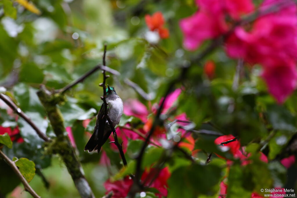 White-bellied Mountaingemadult