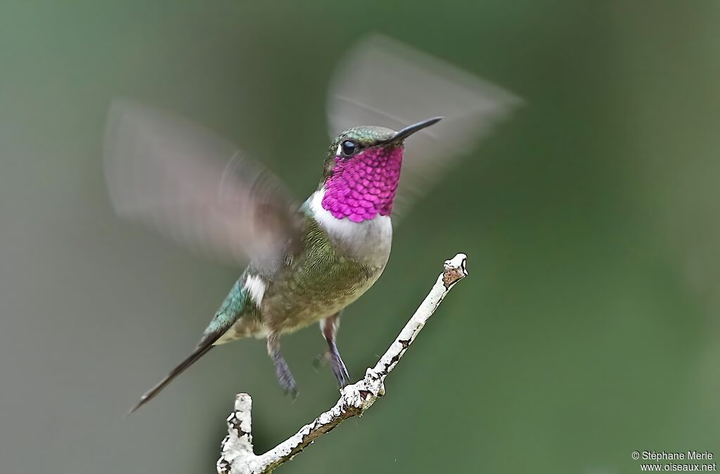 Colibri améthysteadulte