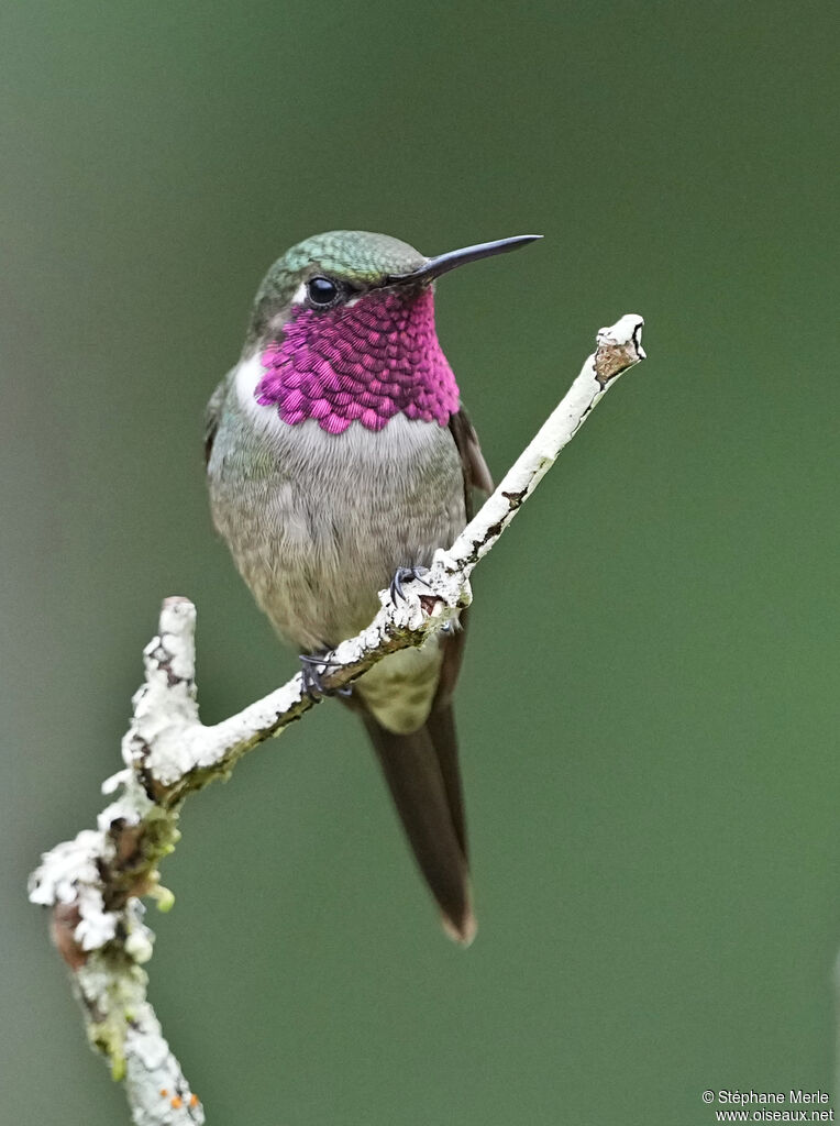 Colibri améthyste
