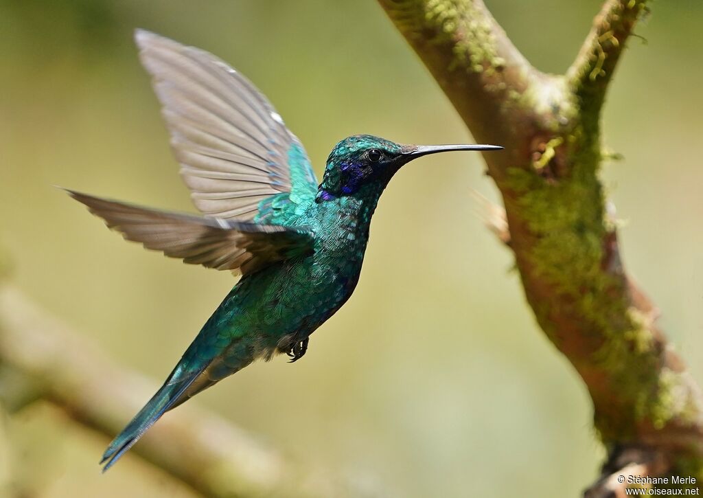 Colibri cyanoteadulte
