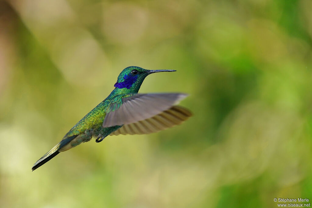 Colibri cyanoteadulte