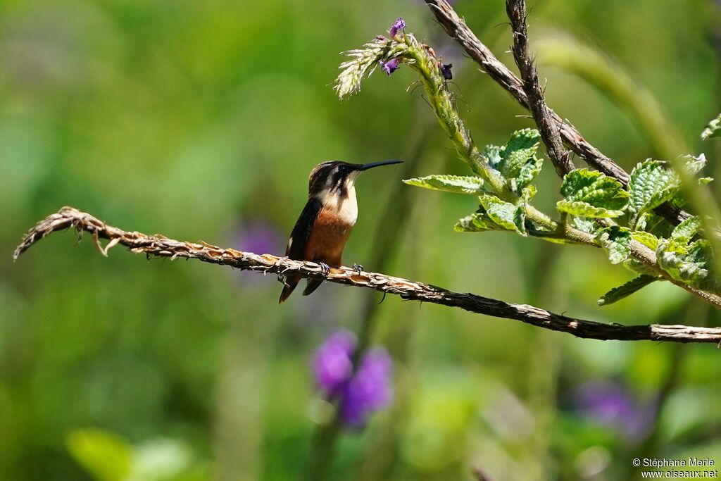 Gorgeted Woodstar