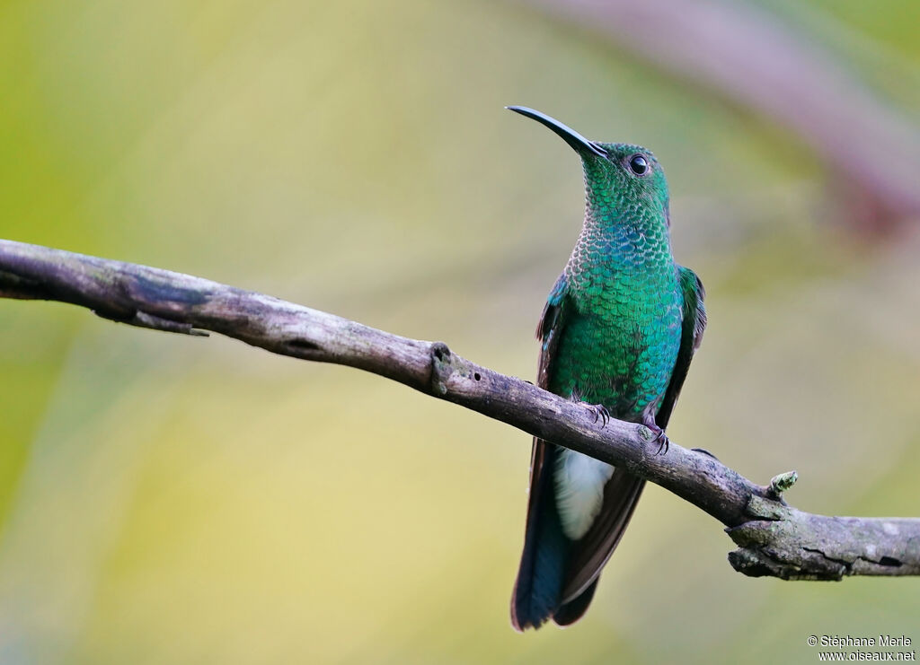 Colibri de Buffon mâle adulte