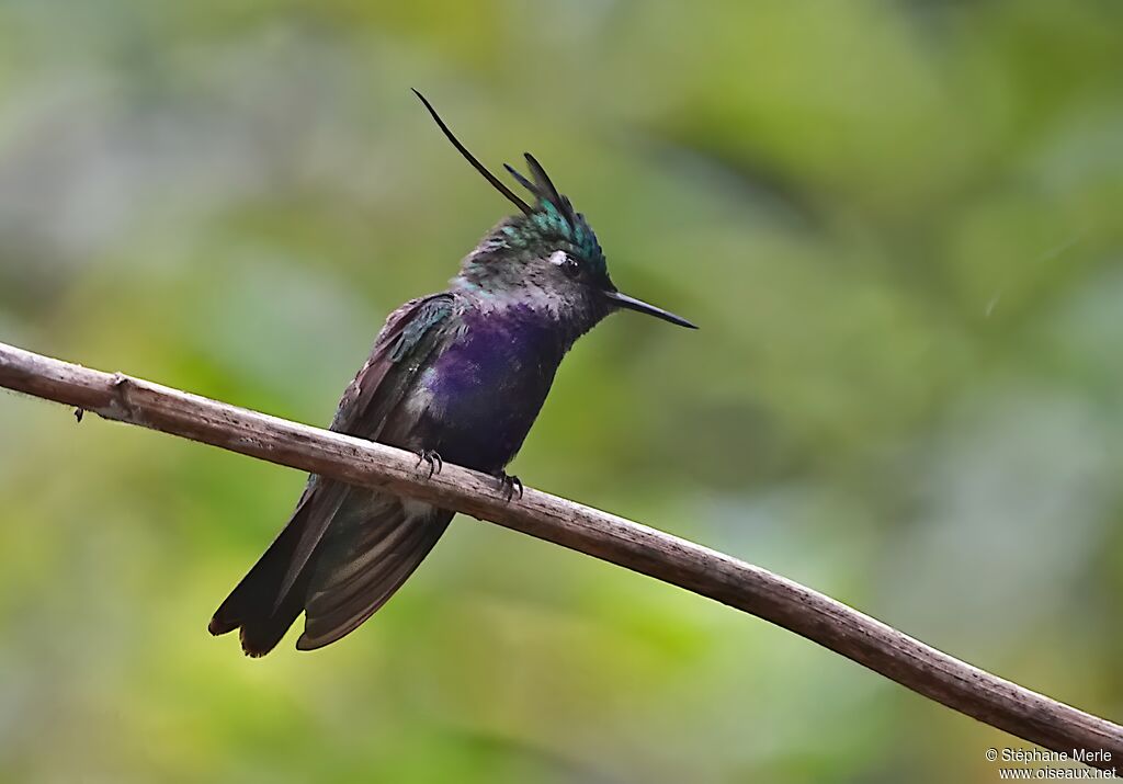 Colibri de Delalandeadulte