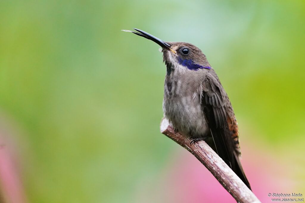 Colibri de Delphine