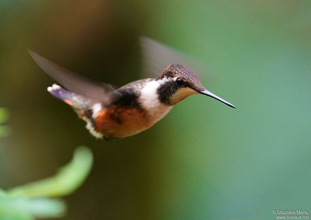 Colibri de Mitchell femelle adulte