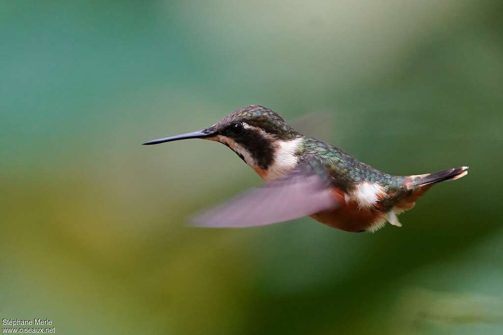 Colibri de Mitchell femelle adulte, pigmentation, Vol
