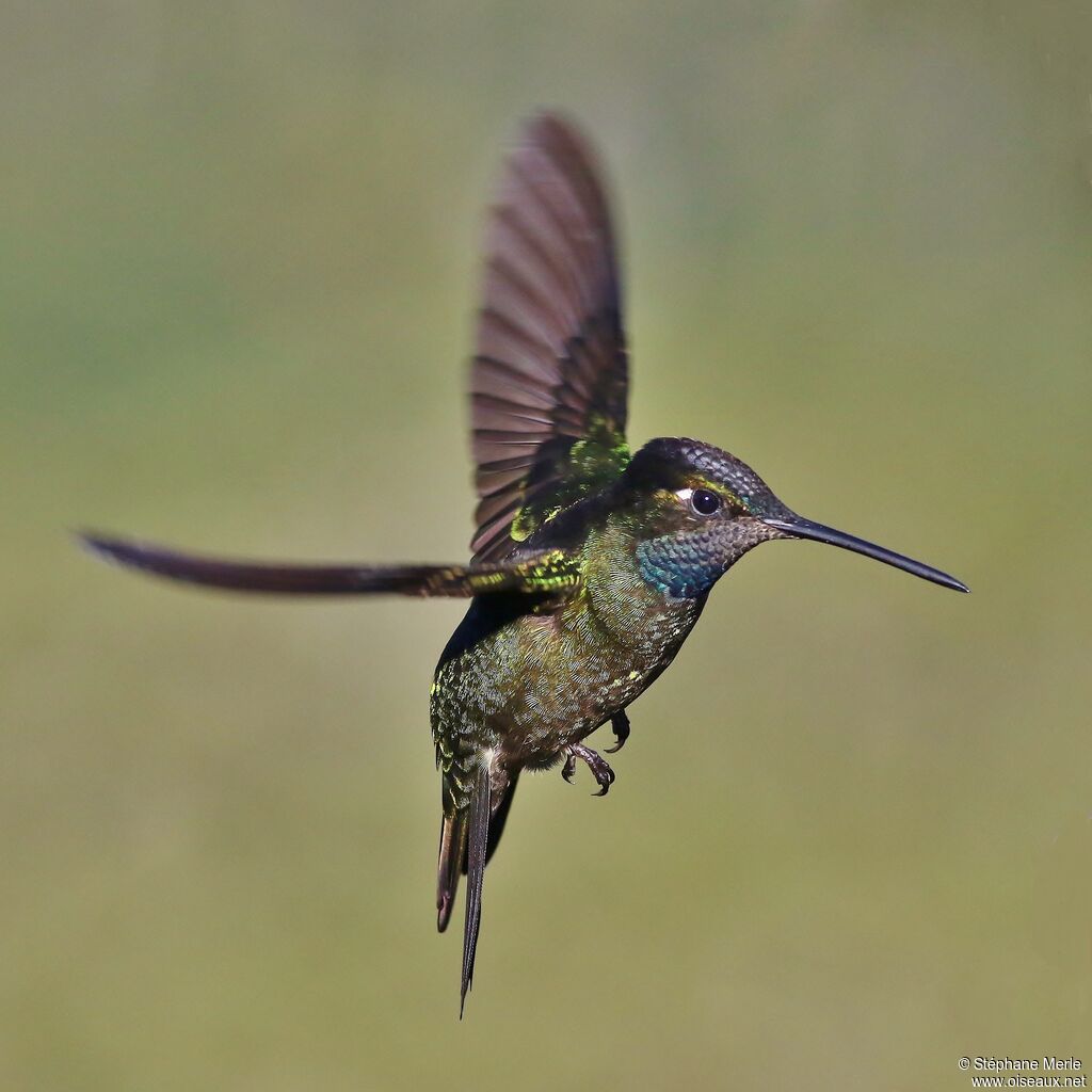 Colibri de Rivoli mâle