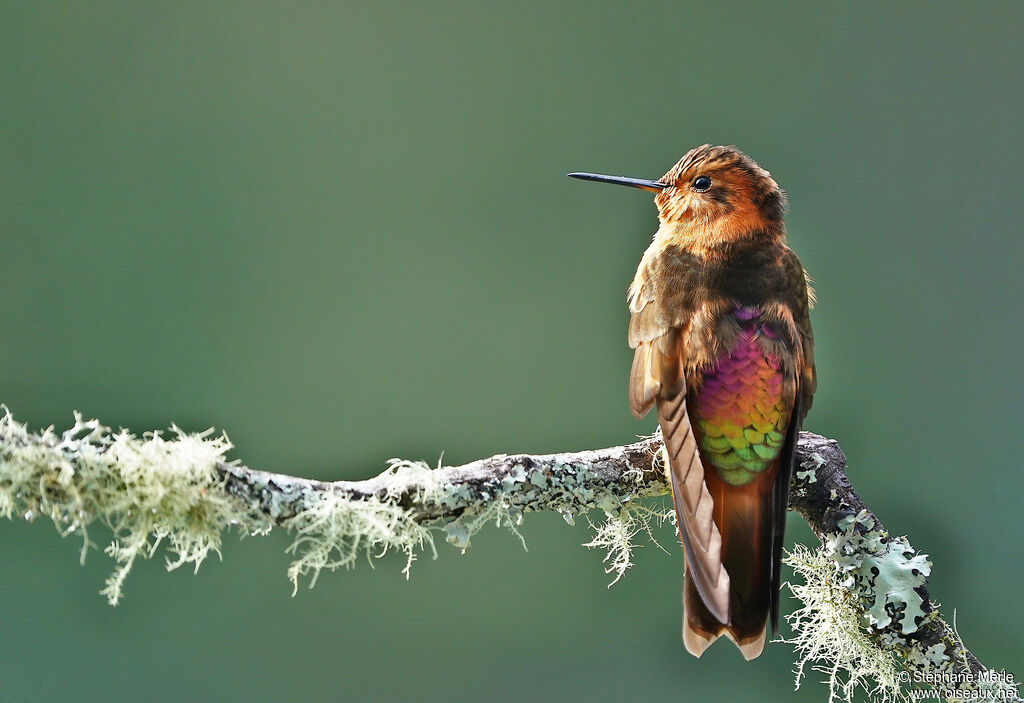 Colibri étincelantadulte