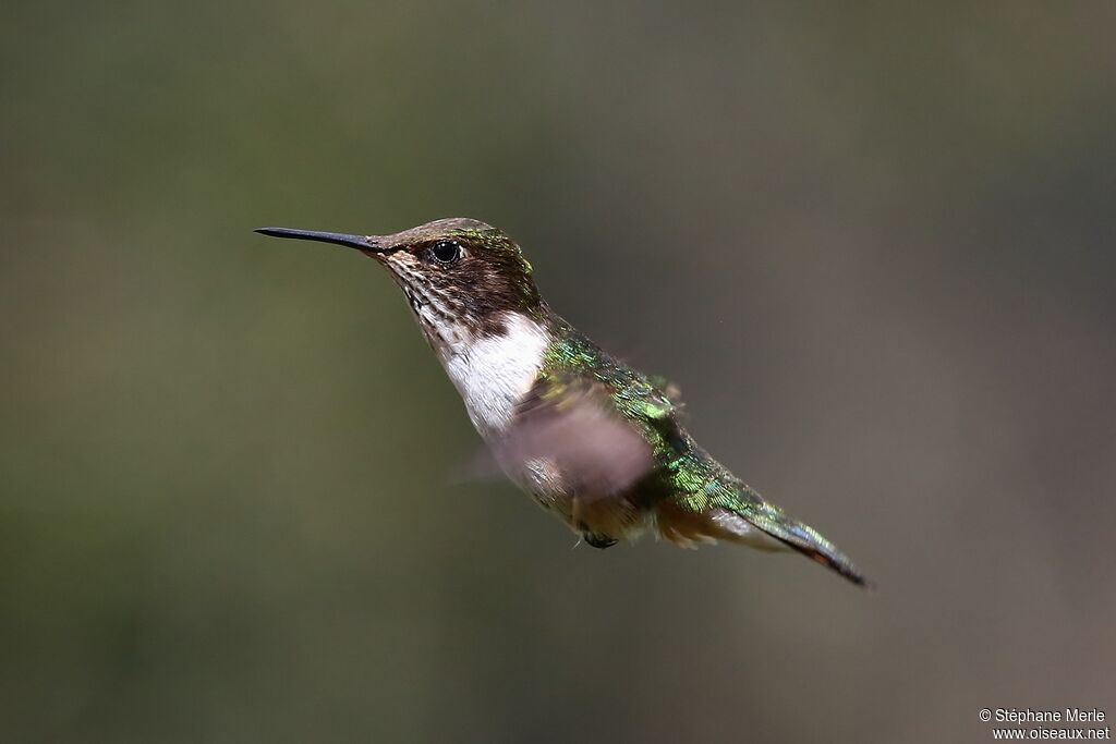 Volcano Hummingbird female