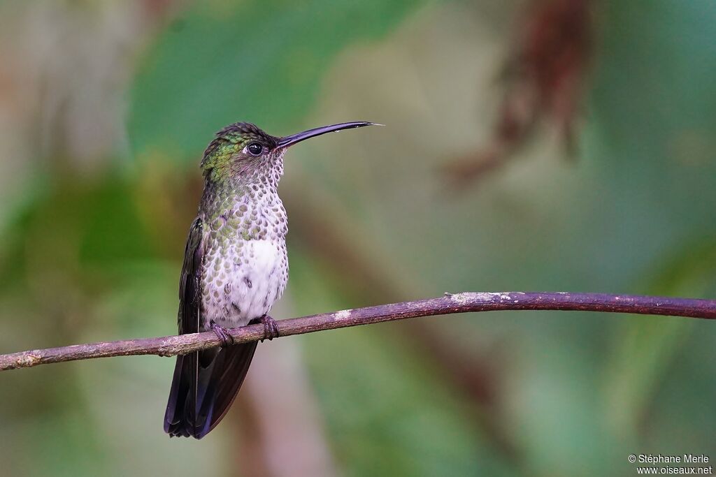 Many-spotted Hummingbirdadult