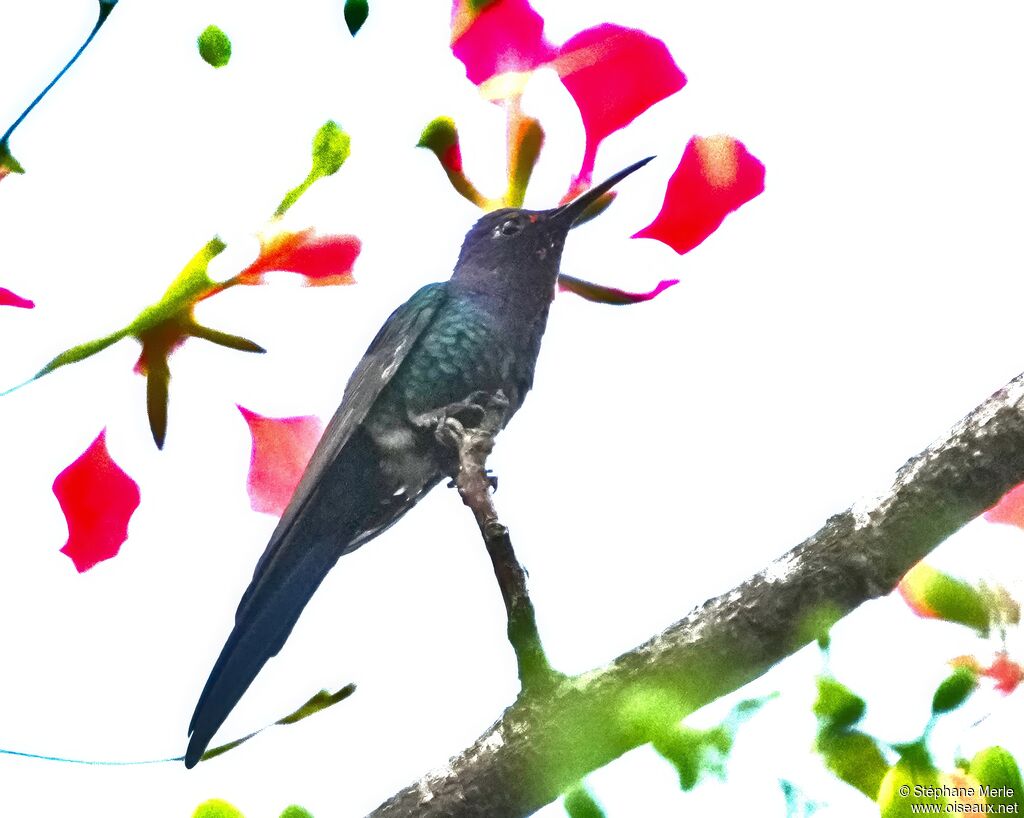Swallow-tailed Hummingbird