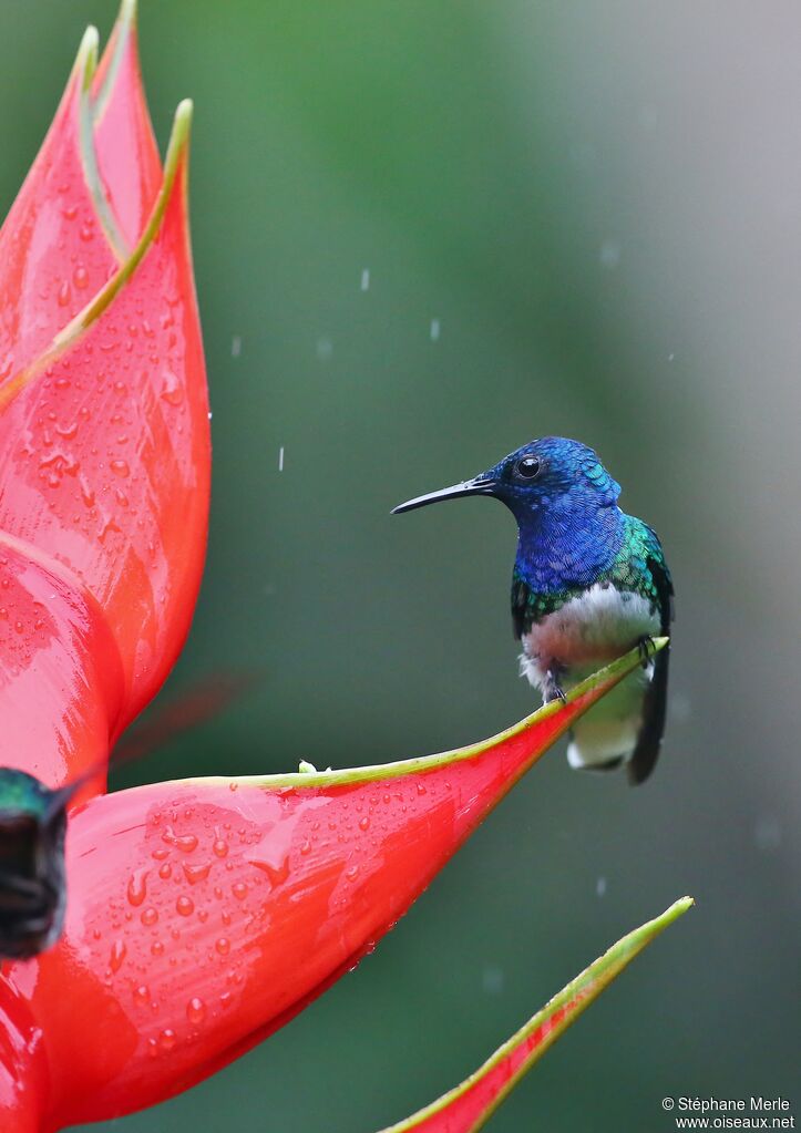 Colibri jacobin mâle adulte