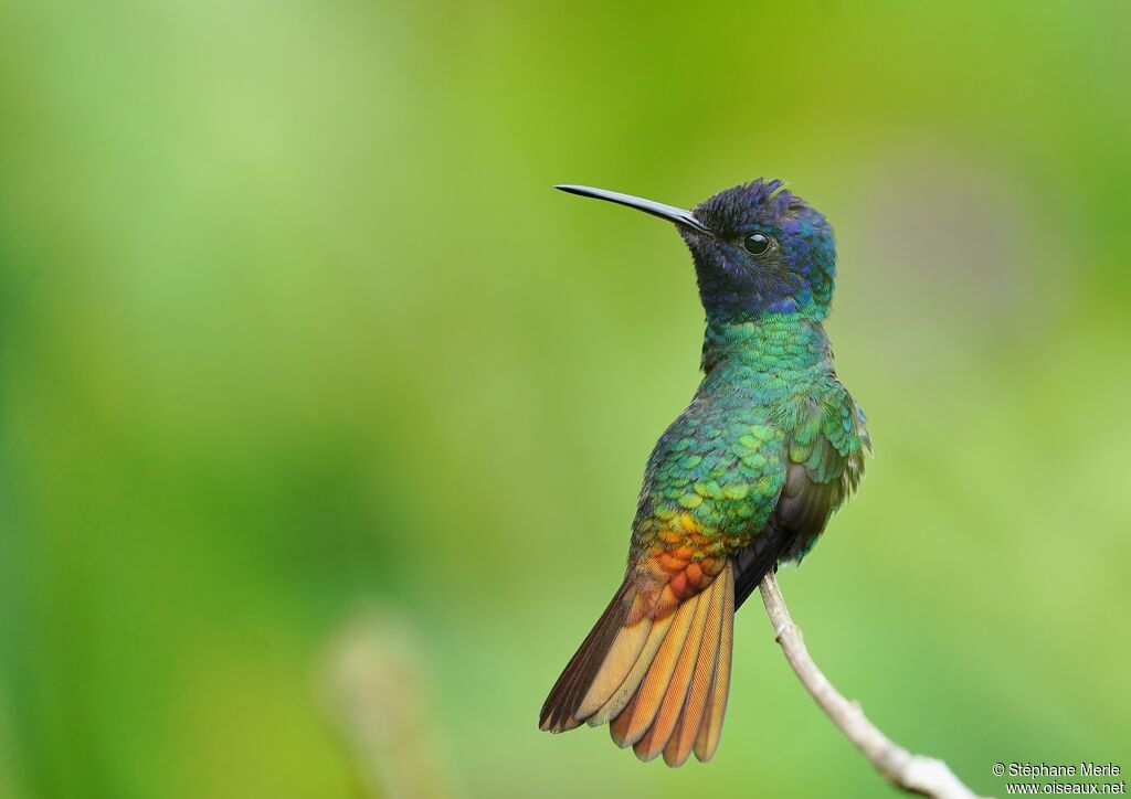Golden-tailed Sapphire