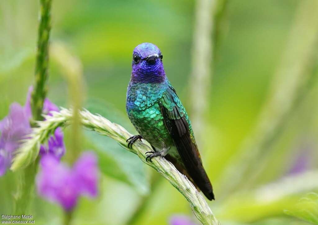 Golden-tailed Sapphire