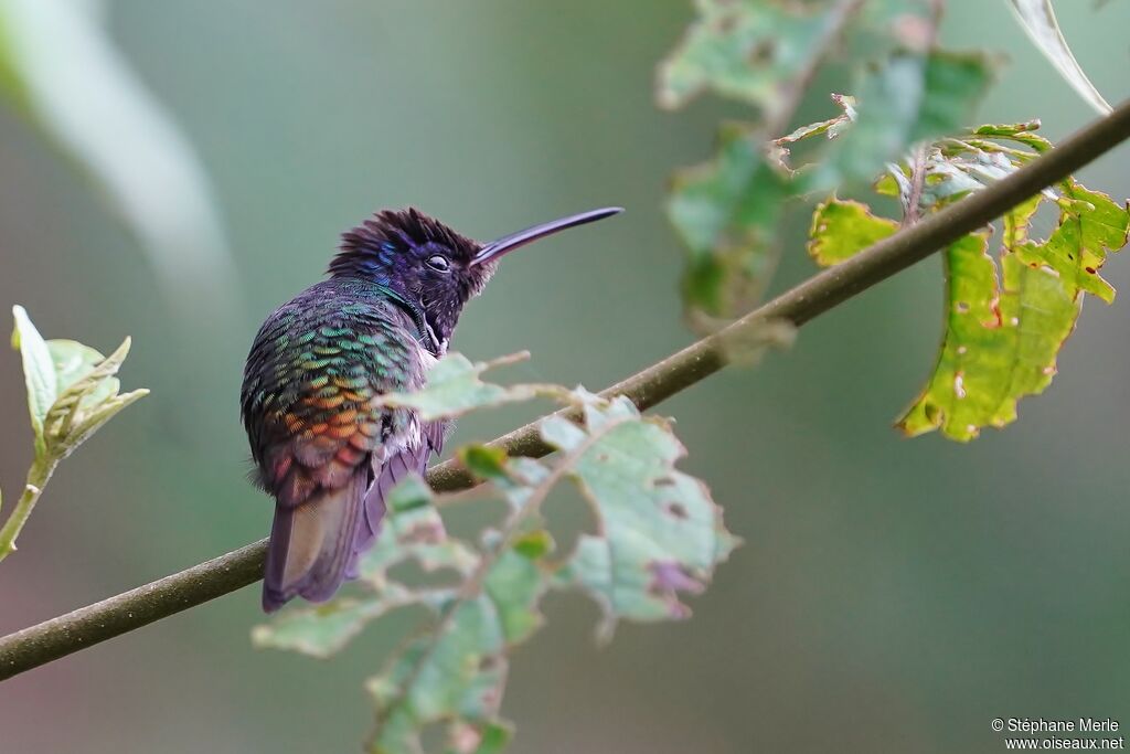 Golden-tailed Sapphire