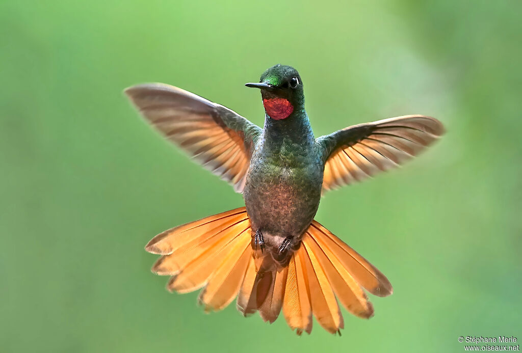 Brazilian Ruby male adult