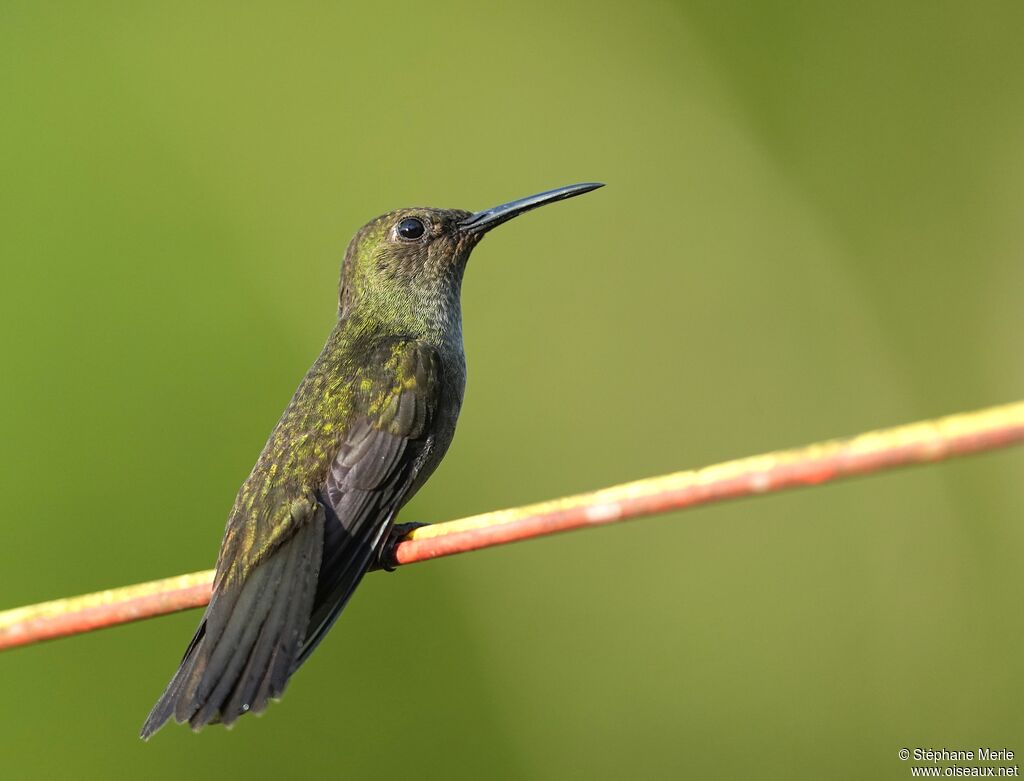Sombre Hummingbirdadult