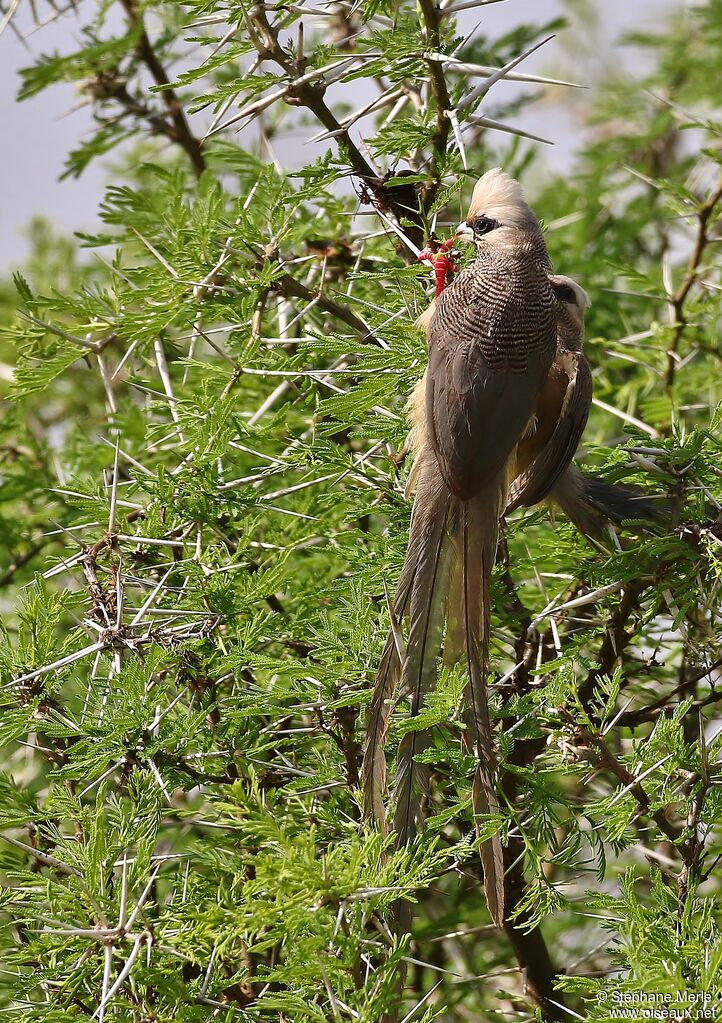 White-headed Mousebirdadult