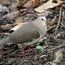 Colombe à front gris