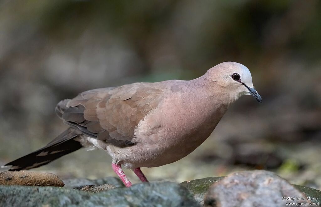 Grey-fronted Doveadult