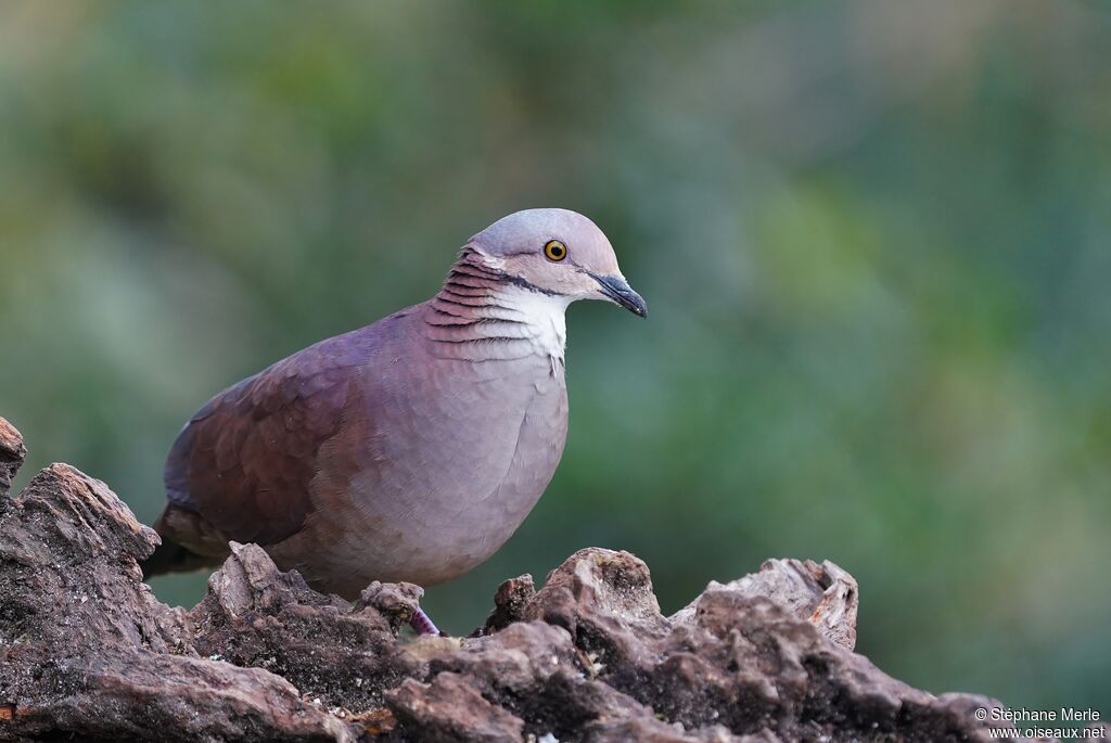 White-throated Quail-Doveadult