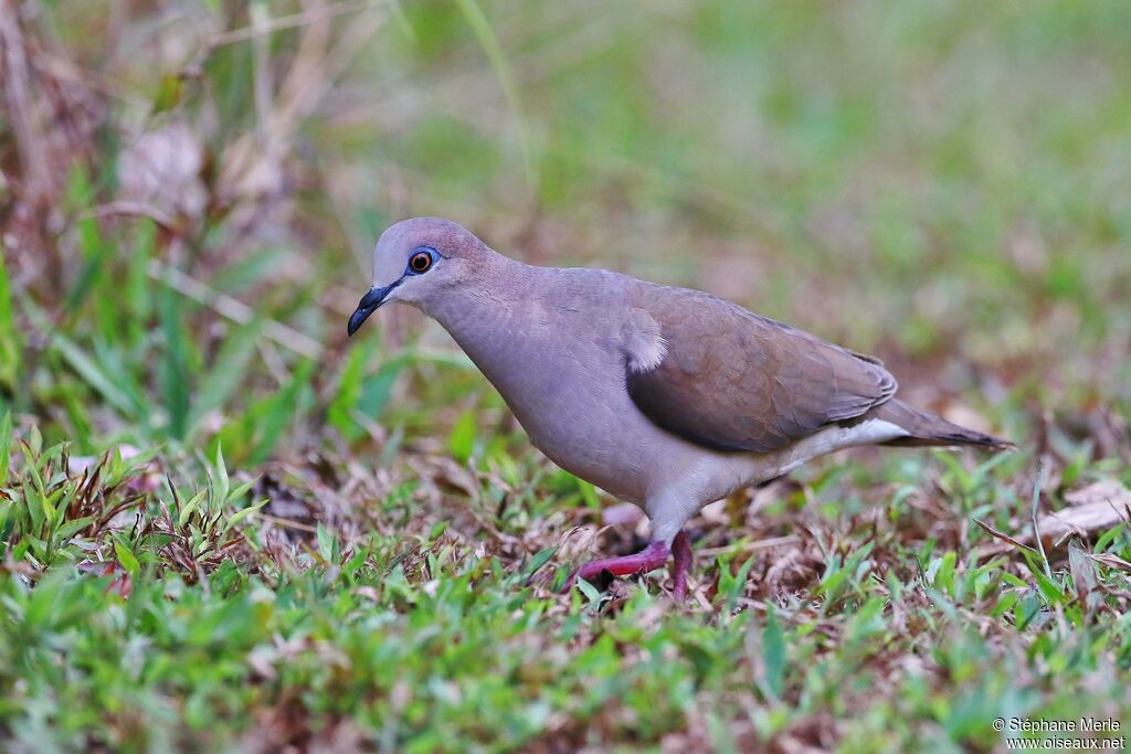 White-tipped Doveadult