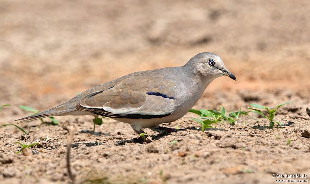 Picui Ground Doveadult