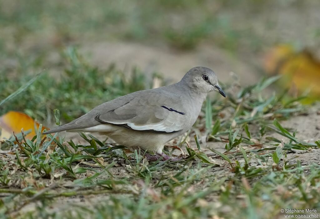 Picui Ground Dove