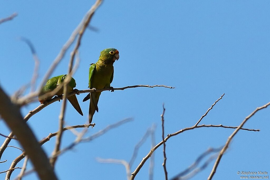 Conure à front rougeadulte