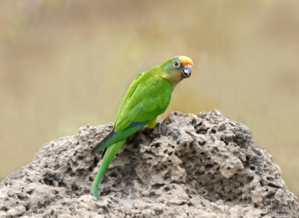 Peach-fronted Parakeetadult