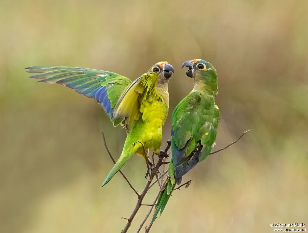 Peach-fronted Parakeetadult