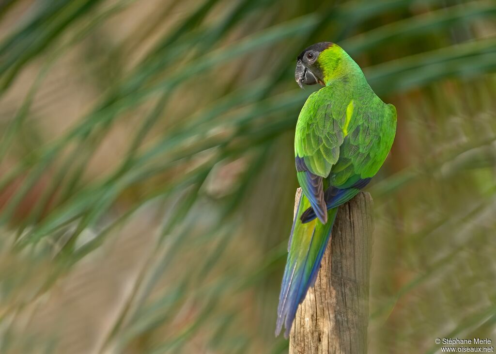 Conure nandayadulte