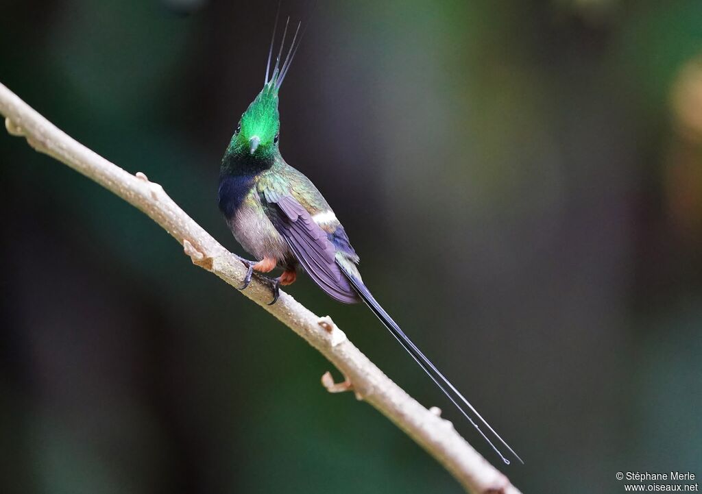 Wire-crested Thorntail male adult