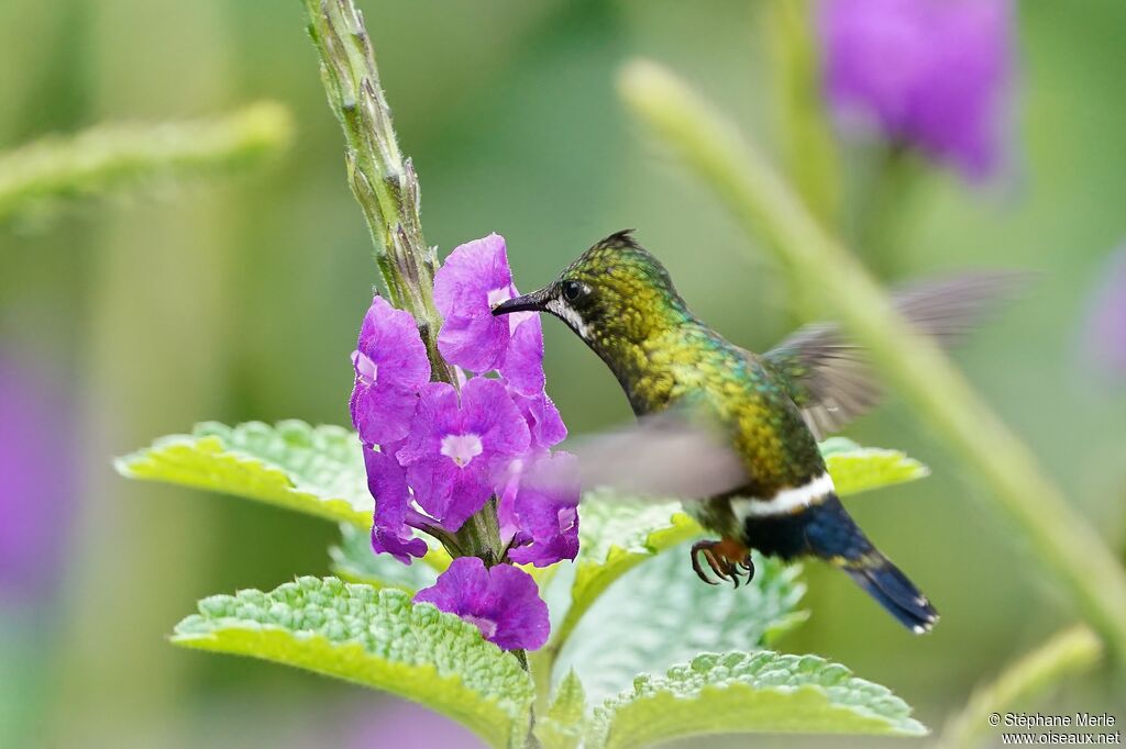 Wire-crested Thorntail female adult