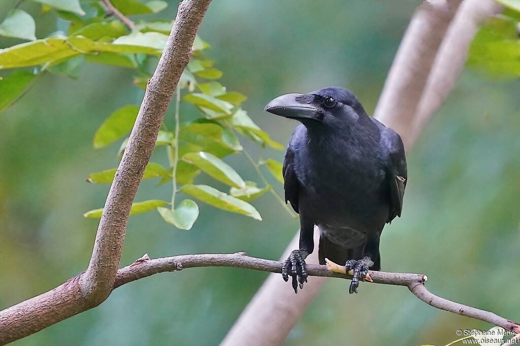 Corbeau à gros becadulte
