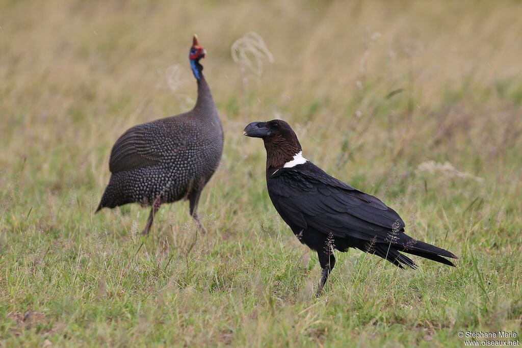 White-necked Raven
