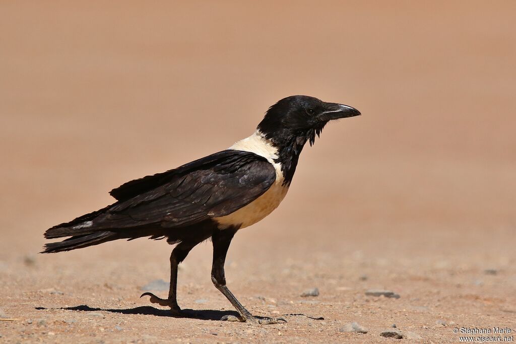 Corbeau pieadulte, identification
