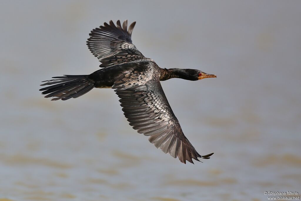Reed Cormorantadult