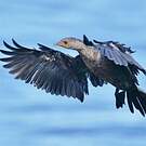 Cormoran couronné