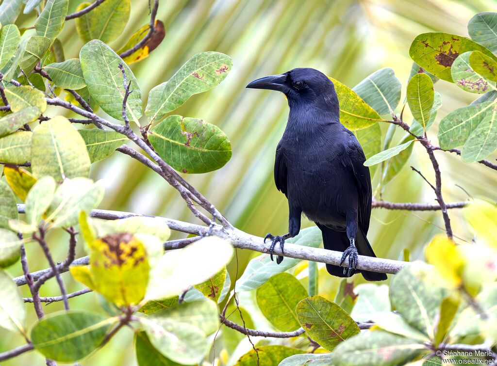 Corneille de Palawanadulte