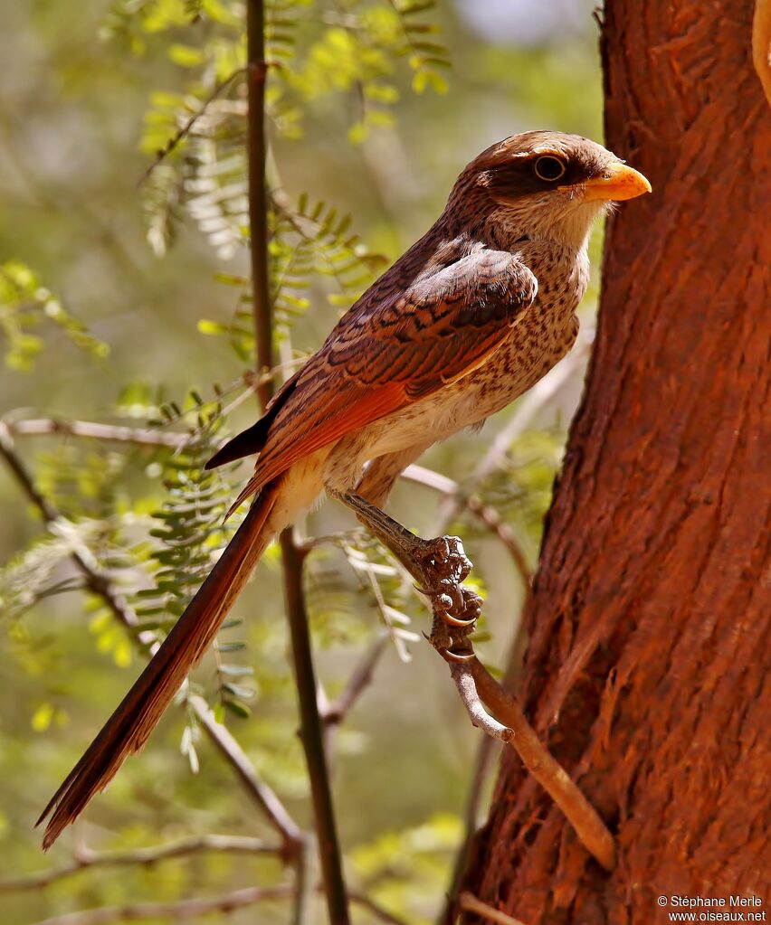 Yellow-billed Shrikeadult