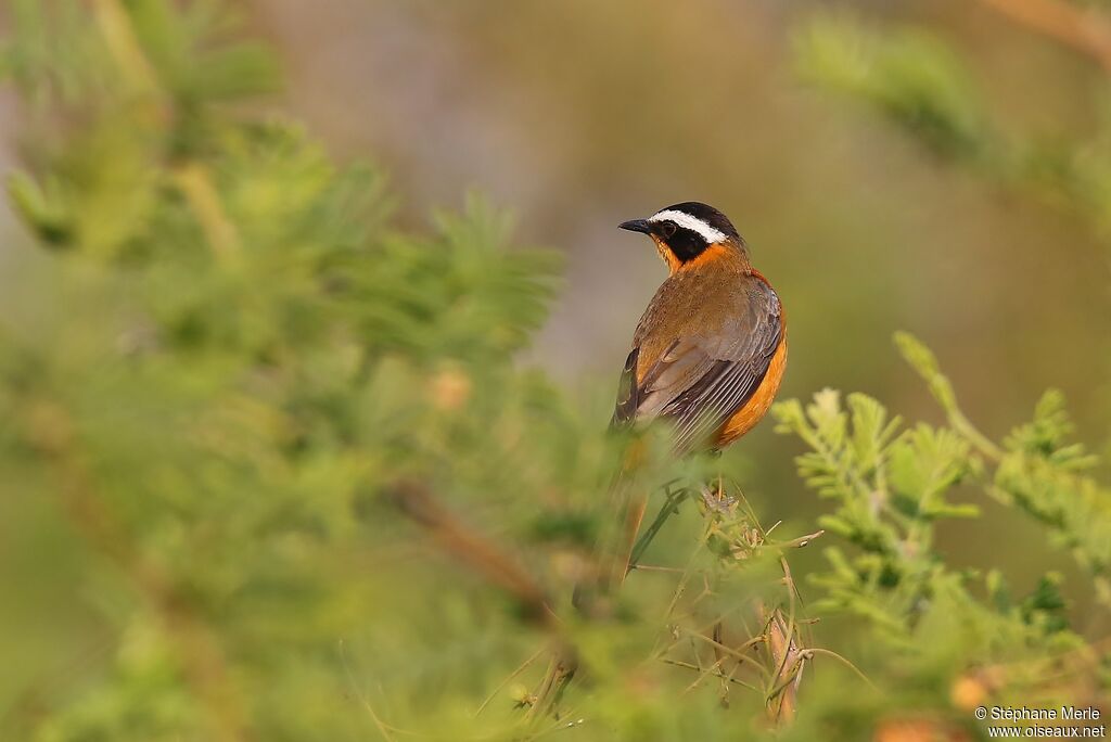 White-browed Robin-Chat