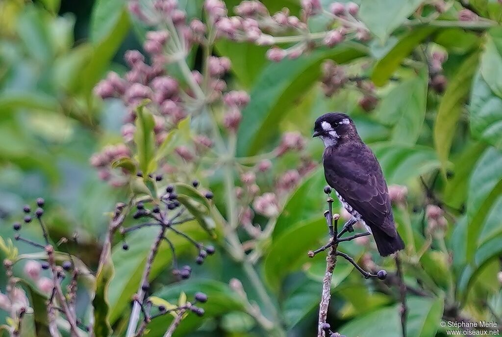 Cotinga d'Isabelleadulte