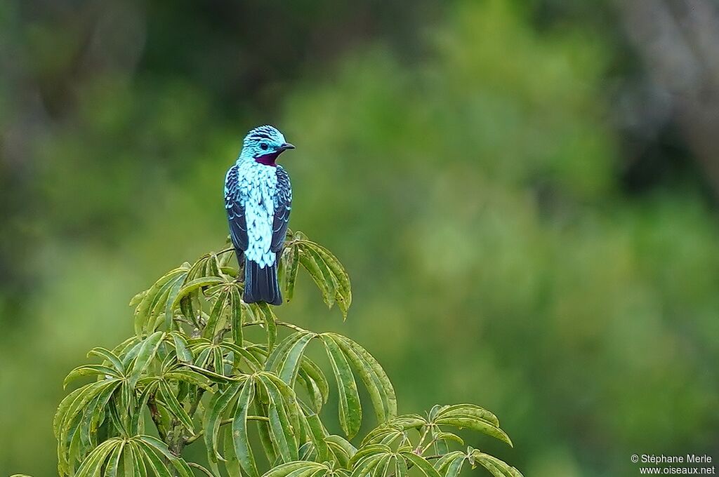 Cotinga de Cayenne mâle adulte